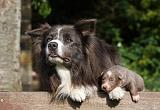 BORDER COLLIE 1058